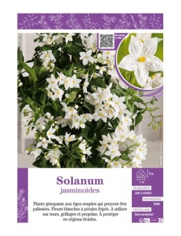 SOLANUM JASMINOIDES