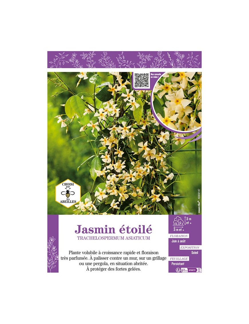 TRACHELOSPERMUM ASIATICUM voir JASMIN ÉTOILÉ