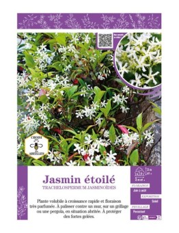 TRACHELOSPERMUM JASMINOÏDES voir JASMIN ÉTOILÉ
