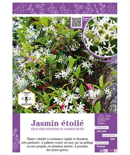 TRACHELOSPERMUM JASMINOÏDES voir JASMIN ÉTOILÉ
