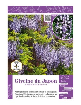 WISTERIA FLORIBUNDA voir GLYCINE DU JAPON (bleue)