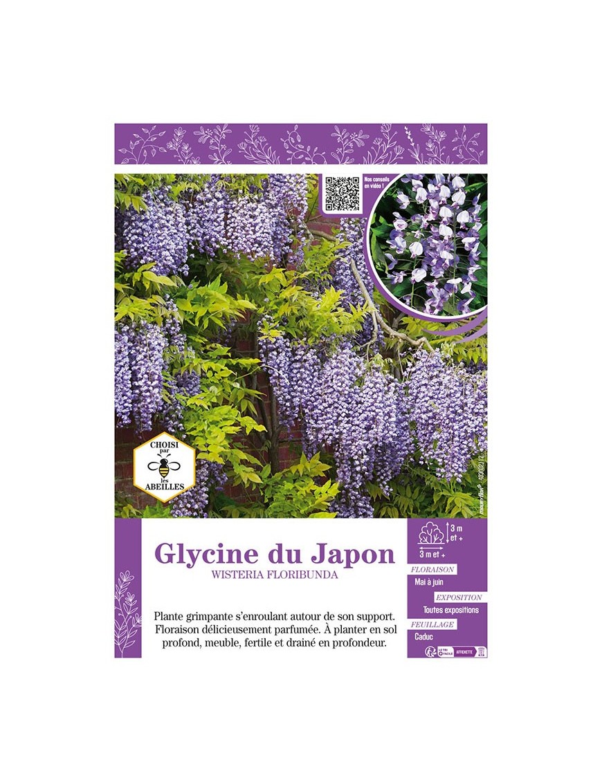 WISTERIA FLORIBUNDA voir GLYCINE DU JAPON (bleue)
