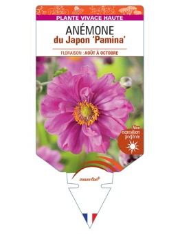 ANEMONE x hybrida Pamina voir Anémone du Japon