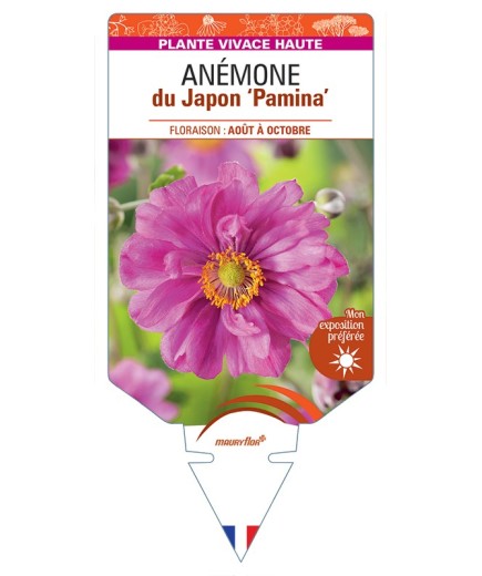 ANEMONE x hybrida Pamina voir Anémone du Japon