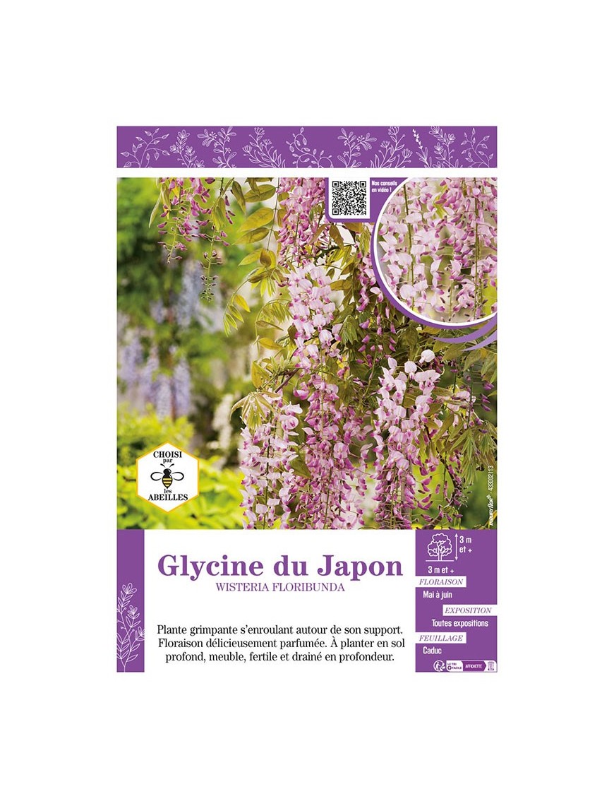 WISTERIA FLORIBUNDA voir GLYCINE DU JAPON (rose)