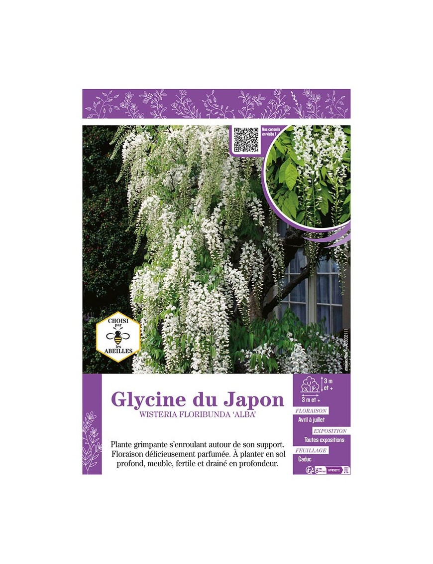 WISTERIA FLORIBUNDA ALBA voir GLYCINE DU JAPON
