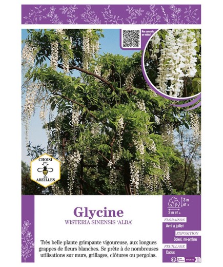 WISTERIA SINENSIS ALBA voir GLYCINE (blanche)