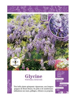 WISTERIA SINENSIS voir GLYCINE (bleu)