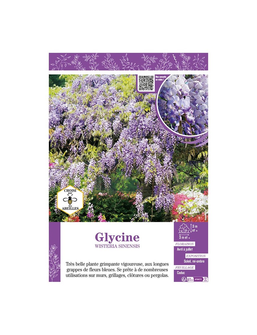 WISTERIA SINENSIS voir GLYCINE (bleu)