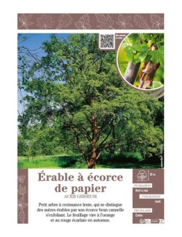 ACER GRISEUM voir ÉRABLE À ÉCORCE DE PAPIER