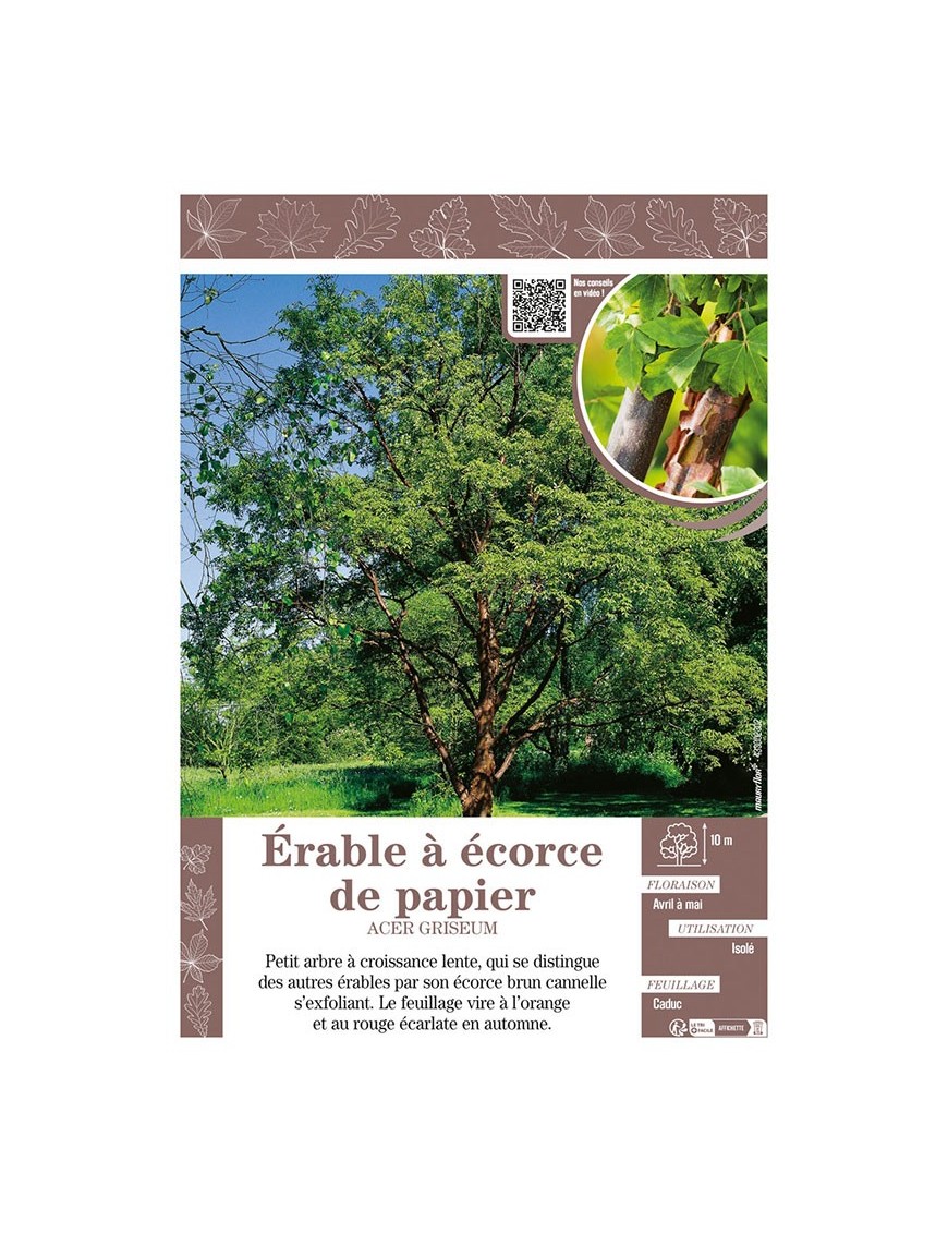 ACER GRISEUM voir ÉRABLE À ÉCORCE DE PAPIER