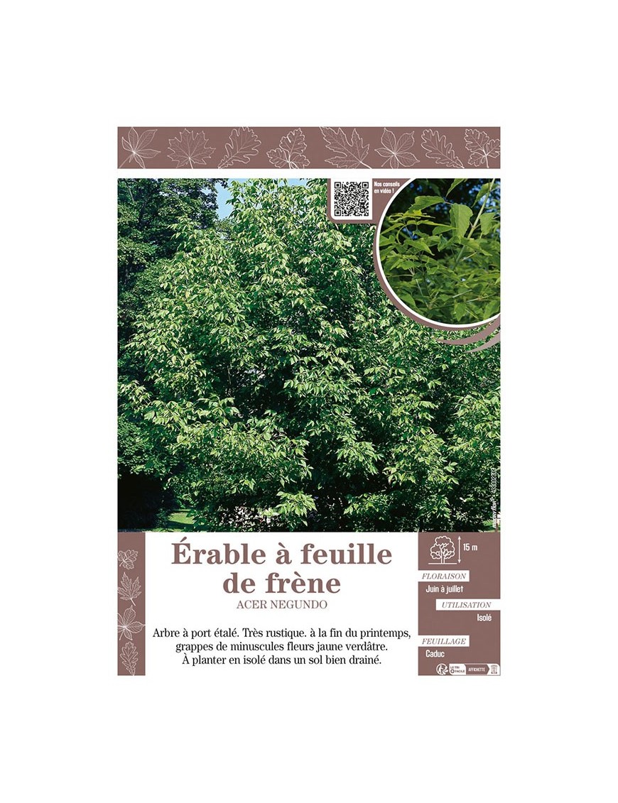 ACER NEGUNDO voir ÉRABLE À FEUILLE DE FRÈNE