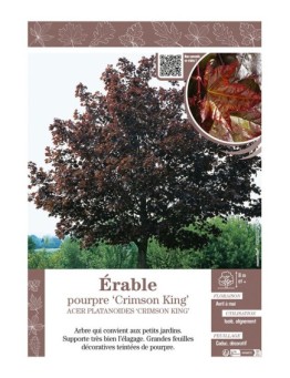 ACER PLATANOIDES CRIMSON KING voir ÉRABLE POURPRE