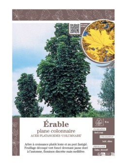 ACER PLATANOIDES 'COLUMNARE' voir ÉRABLE PLANE COLONNAIRE