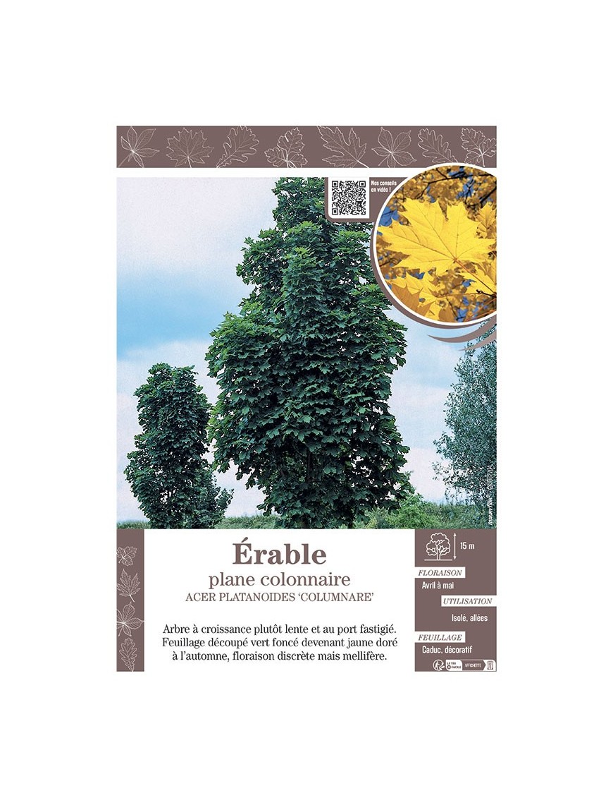 ACER PLATANOIDES 'COLUMNARE' voir ÉRABLE PLANE COLONNAIRE