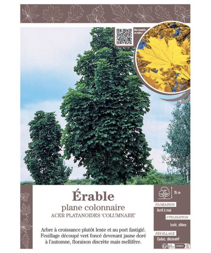 ACER PLATANOIDES 'COLUMNARE' voir ÉRABLE PLANE COLONNAIRE