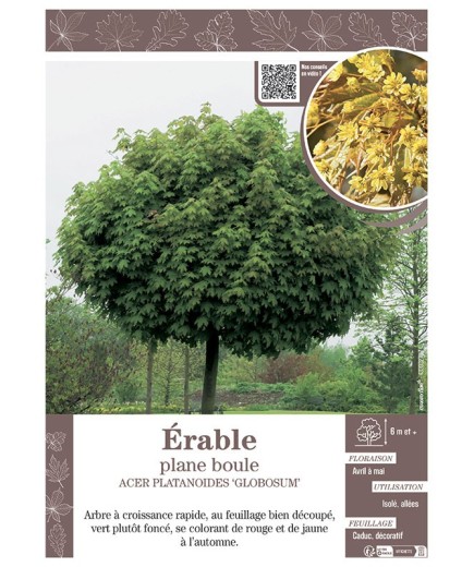 ACER PLATANOIDES 'GLOBOSUM' voir ÉRABLE PLANE BOULE