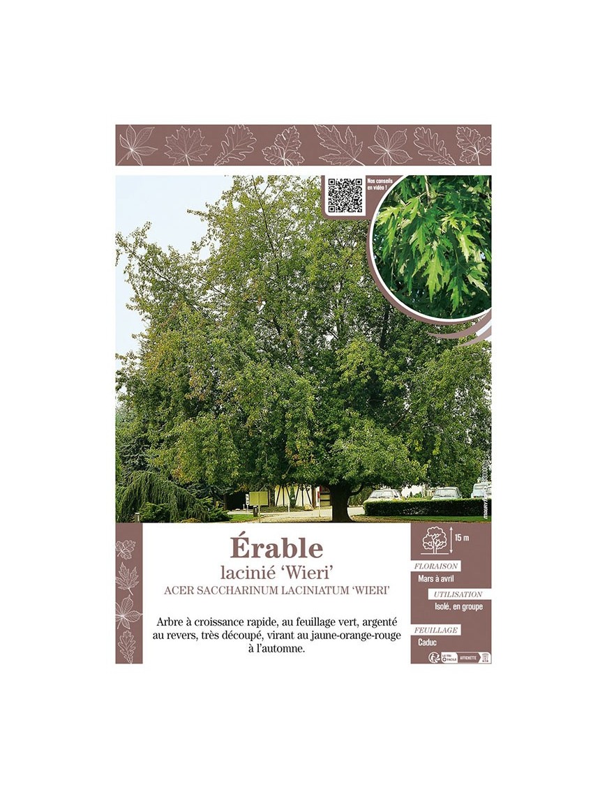 ACER SACCHARINUM LACINIATUM WIERI voir ÉRABLE lacinié