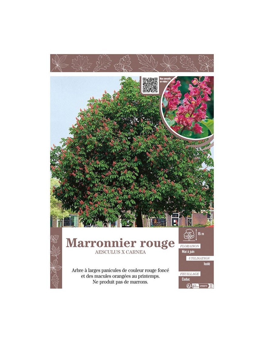 AESCULUS X CARNEA voir MARRONNIER ROUGE