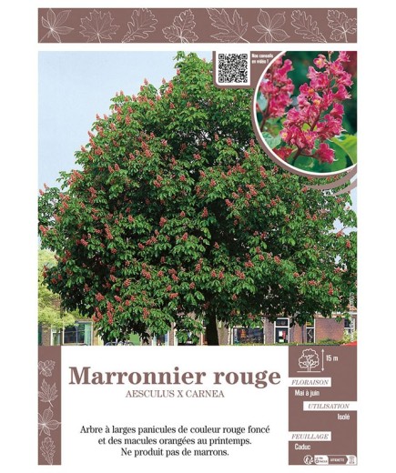 AESCULUS X CARNEA voir MARRONNIER ROUGE