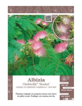 ALBIZIA JULIBRISSIN OMBRELLA® BOUBRI (Arbre de Soie)