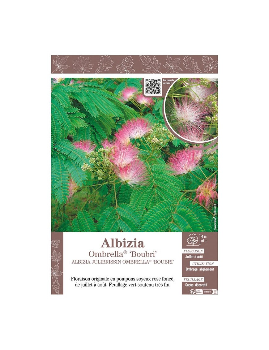 ALBIZIA JULIBRISSIN OMBRELLA® BOUBRI (Arbre de Soie)