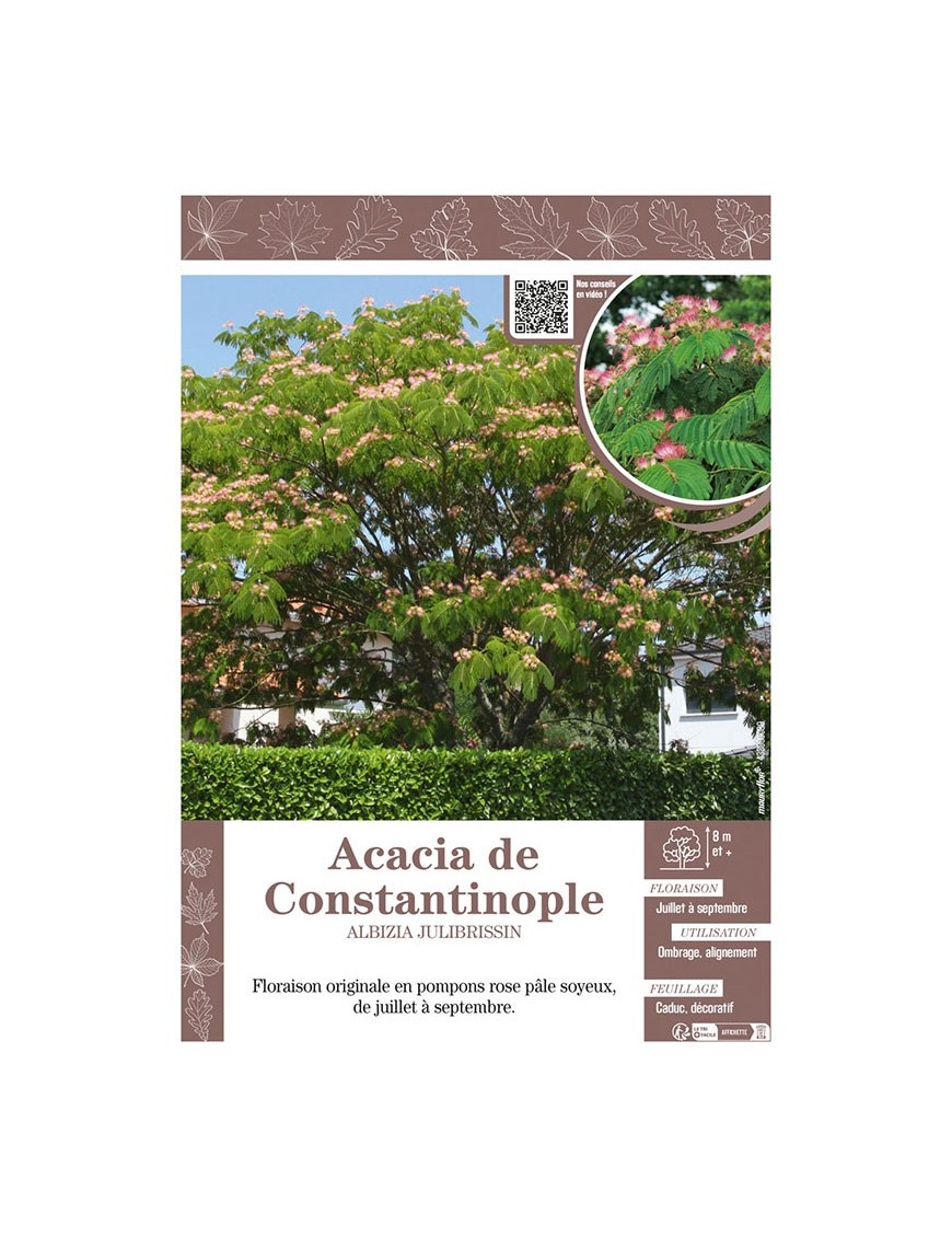 ALBIZIA JULIBRISSIN voir ACACIA DE CONSTANTINOPLE