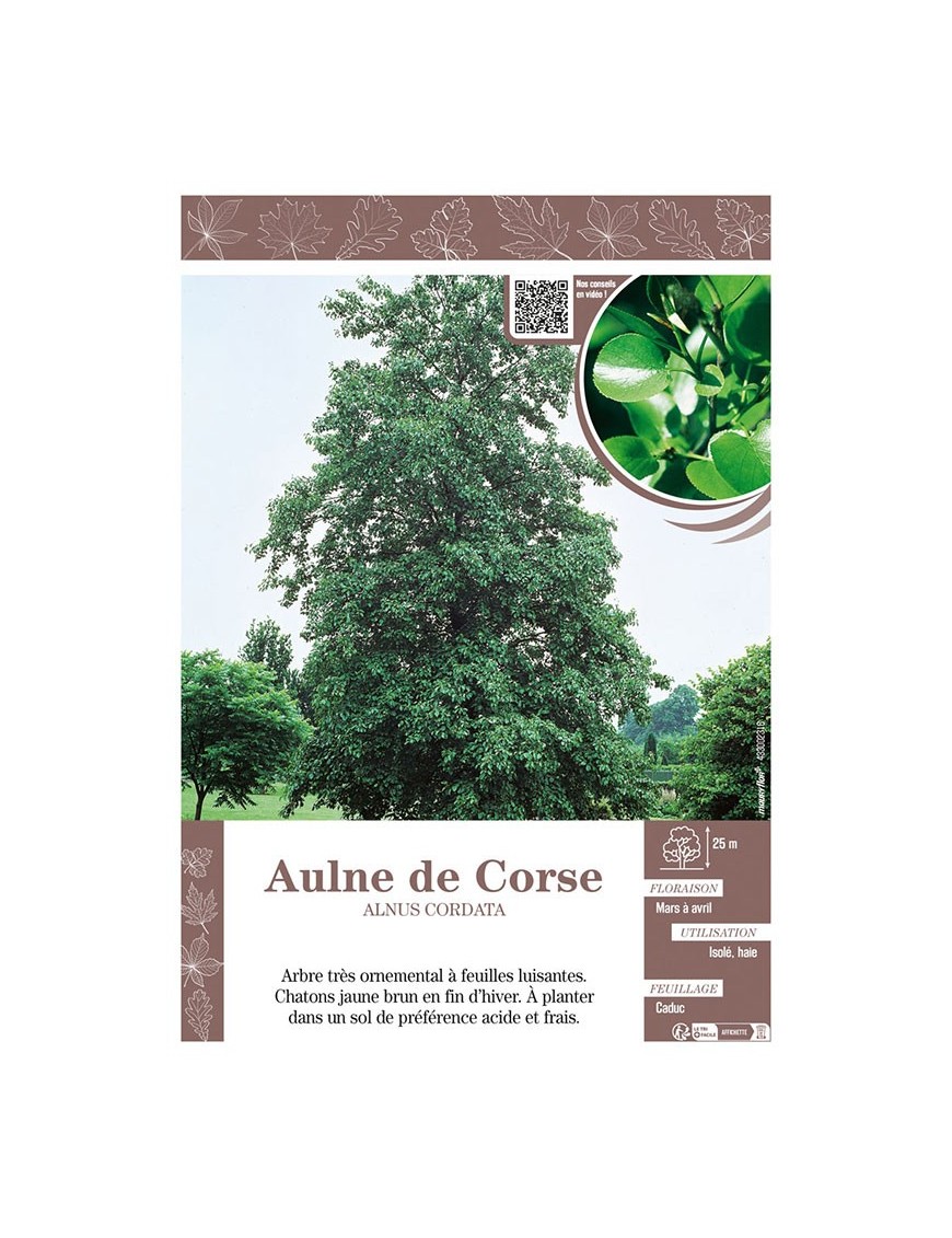 ALNUS CORDATA voir AULNE DE CORSE