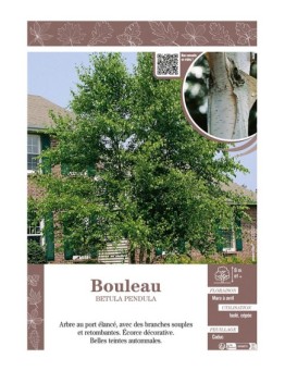 BETULA PENDULA voir BOULEAU