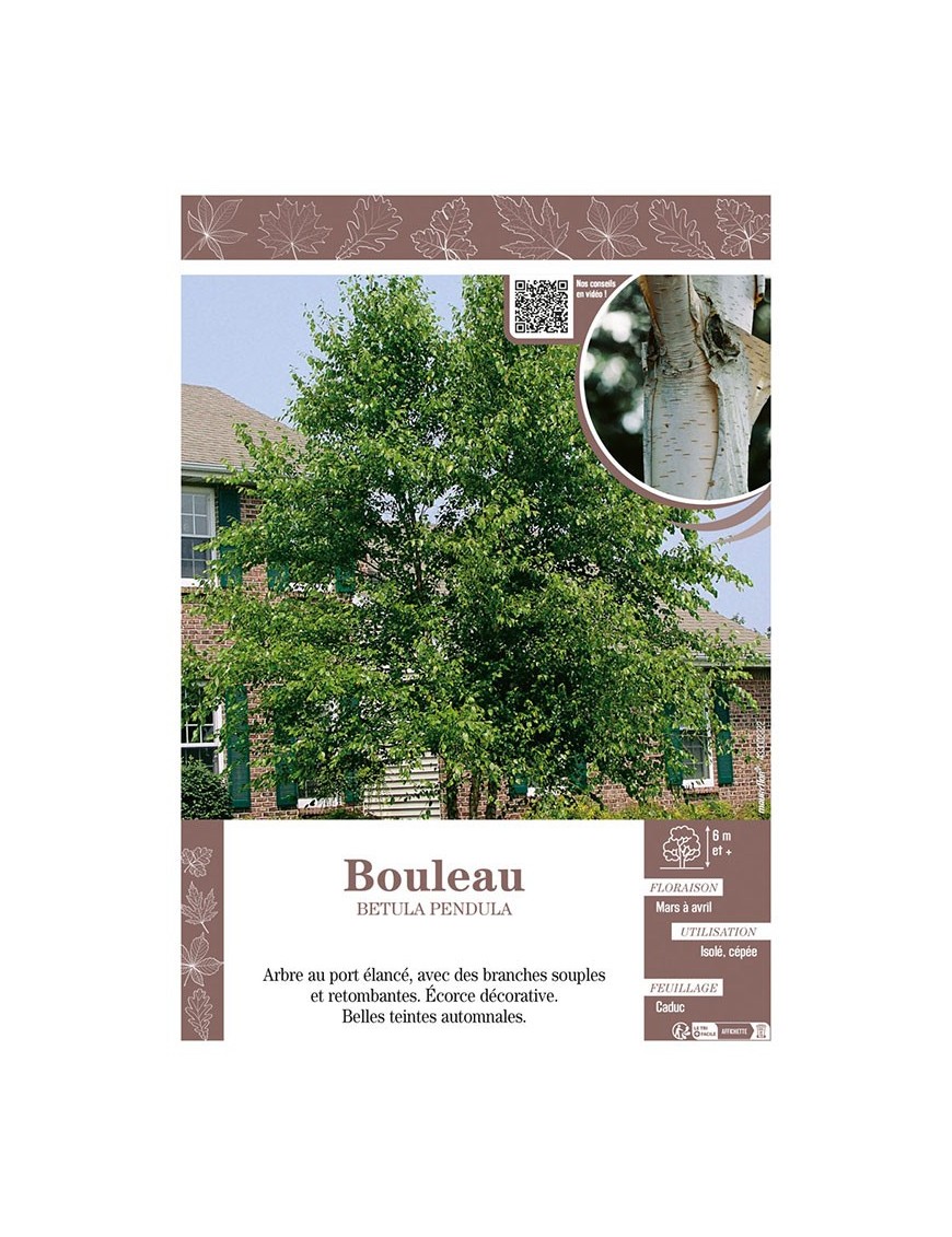 BETULA PENDULA voir BOULEAU