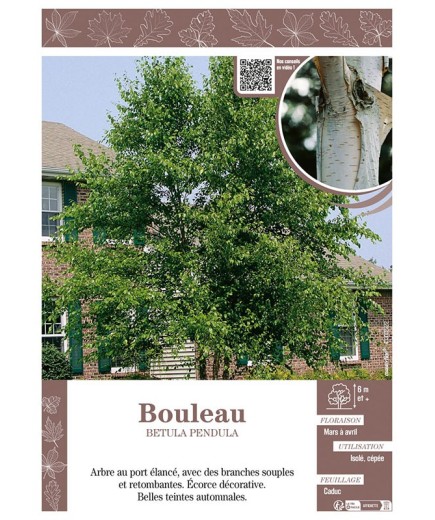 BETULA PENDULA voir BOULEAU