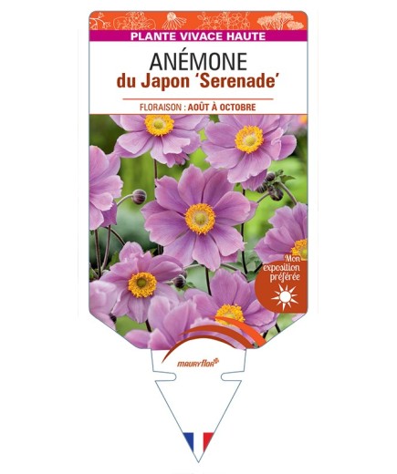 ANEMONE x hybrida Serenade voir Anémone du Japon
