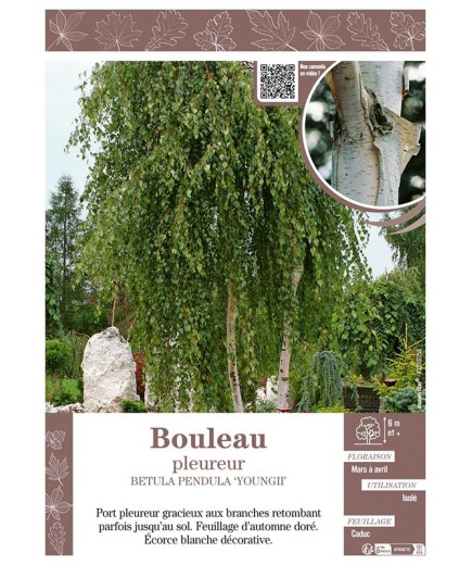 BETULA PENDULA YOUNGII voir BOULEAU PLEUREUR