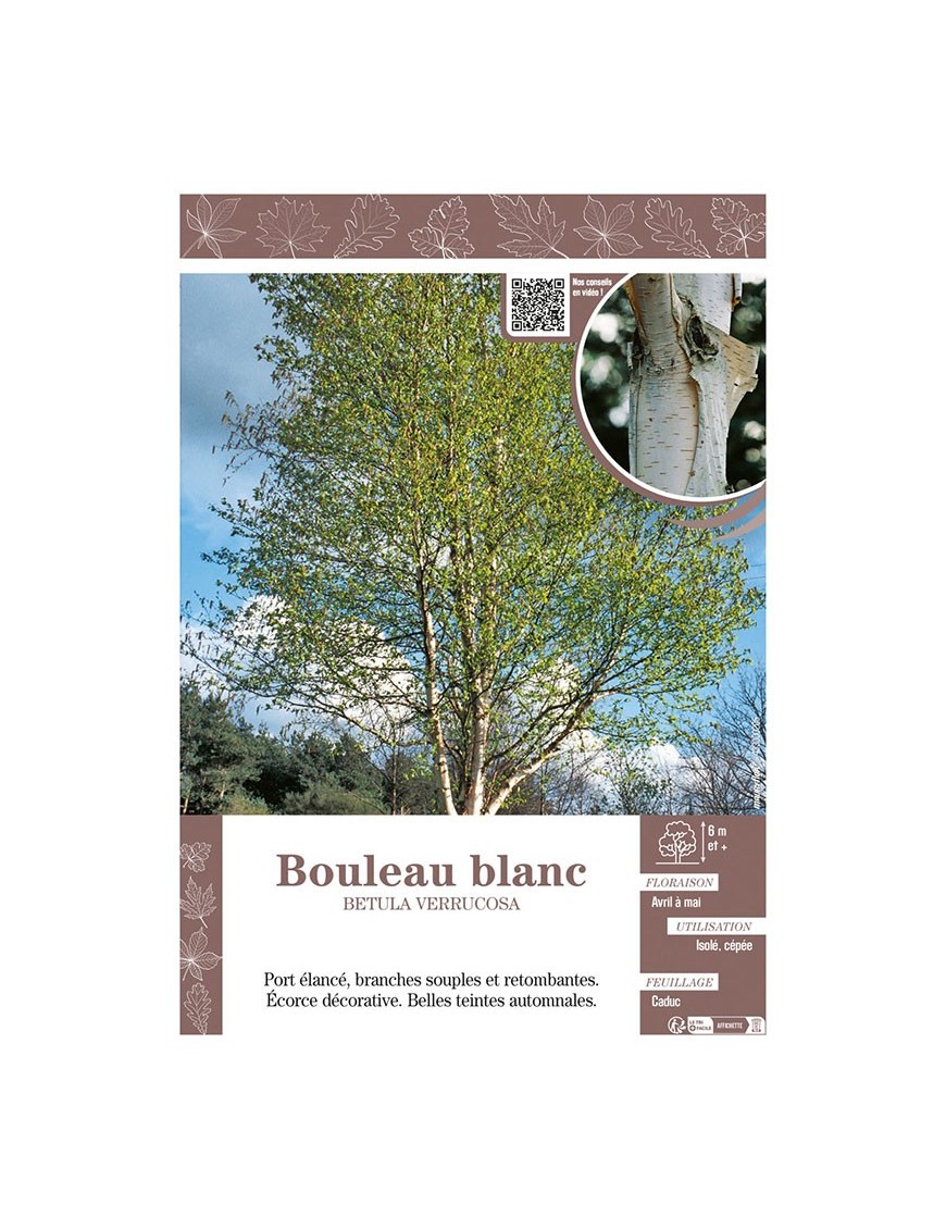 BETULA VERRUCOSA voir BOULEAU BLANC