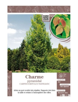 CARPINUS BETULUS FASTIGIATA voir CHARME pyramidal