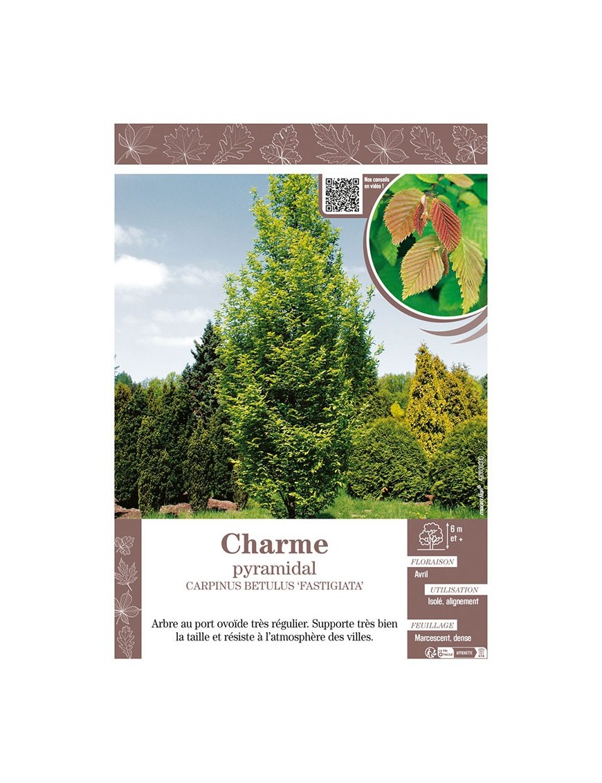 CARPINUS BETULUS FASTIGIATA voir CHARME pyramidal