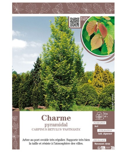 CARPINUS BETULUS FASTIGIATA voir CHARME pyramidal
