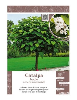 CATALPA BIGNONIOIDES voir CATALPA BOULE