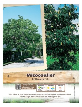 CELTIS AUSTRALIS voir Micocoulier de Provence