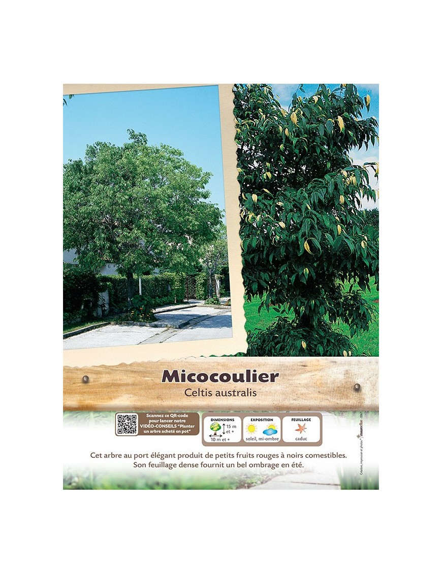 CELTIS AUSTRALIS voir Micocoulier de Provence