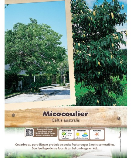 CELTIS AUSTRALIS voir Micocoulier de Provence