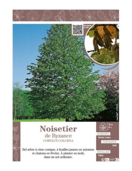 CORYLUS COLURNA voir NOISETIER DE BYZANCE