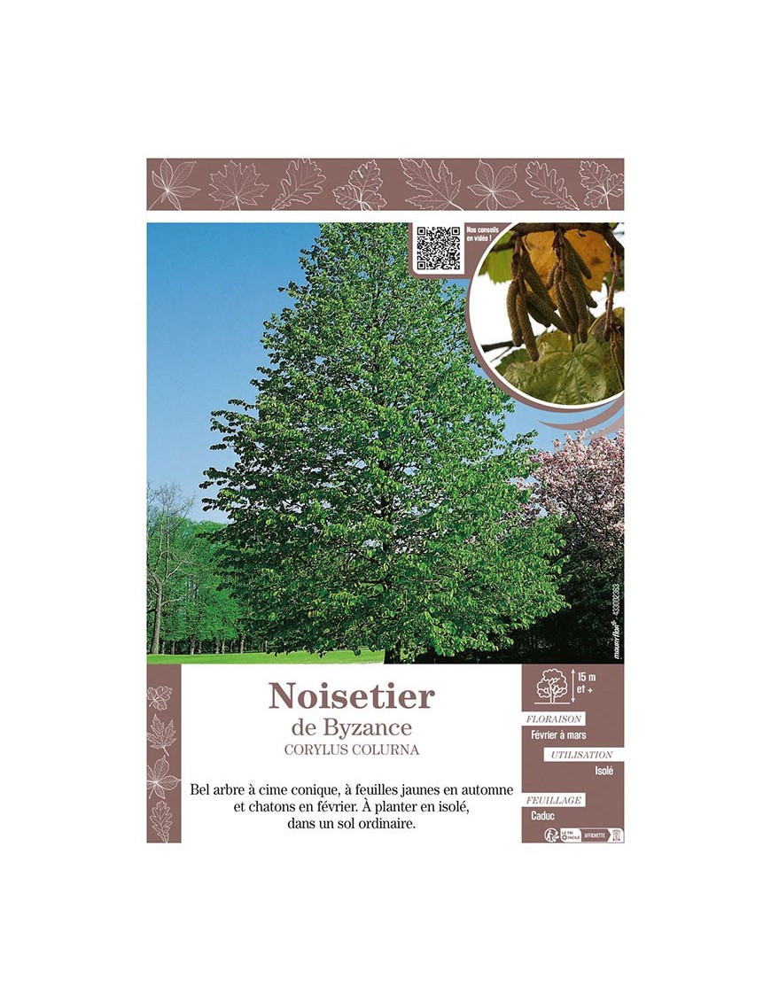 CORYLUS COLURNA voir NOISETIER DE BYZANCE