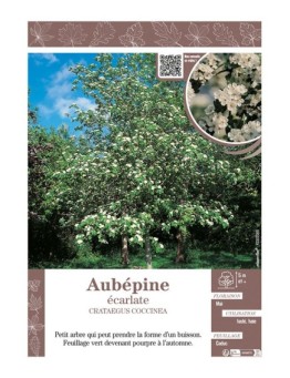 CRATAEGUS COCCINEA voir AUBÉPINE ÉCARLATE