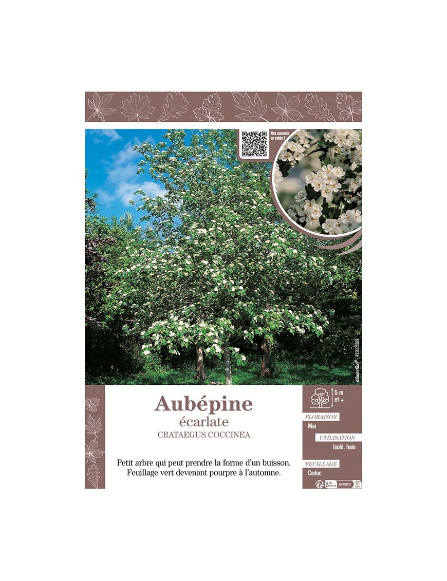 CRATAEGUS COCCINEA voir AUBÉPINE ÉCARLATE