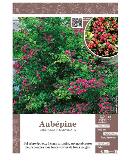 CRATAEGUS LAEVIGATA voir AUBÉPINE