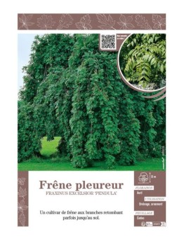 FRAXINUS EXCELSIOR PENDULA voir FRÊNE PLEUREUR