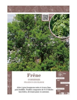 FRAXINUS EXCELSIOR voir FRÊNE COMMUN