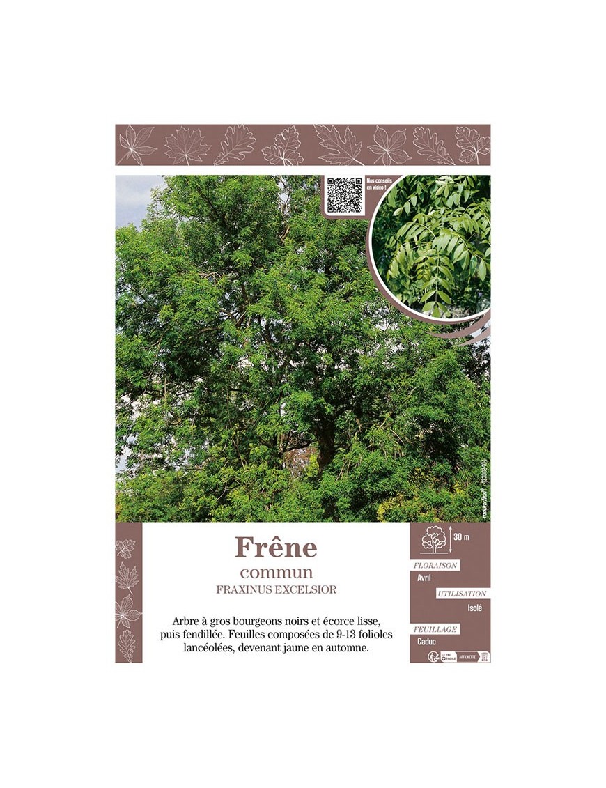 FRAXINUS EXCELSIOR voir FRÊNE COMMUN