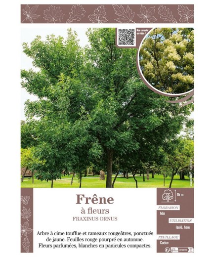 FRAXINUS ORNUS voir FRÊNE À FLEURS